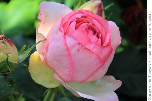 Каждый цветок возывает восхищение! Иден Роуз