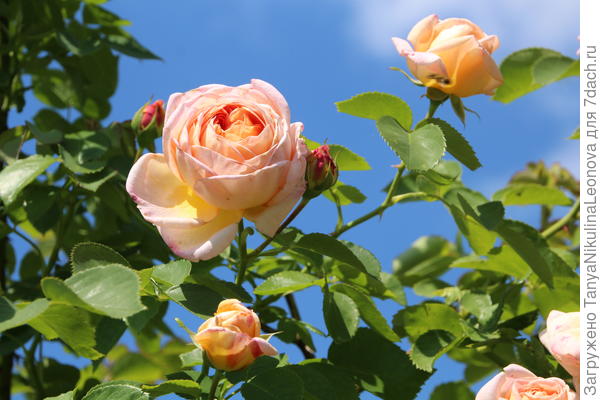 Алхимист, любоваться можно бесконечно....