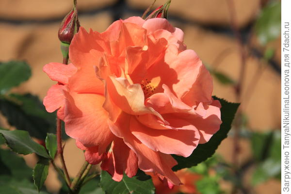 Вестерленд