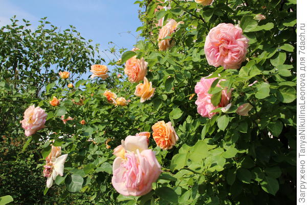 Алхимист - переход от жёлтого бутона до розового в роспуске