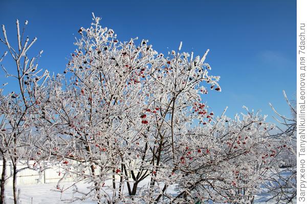 Калина