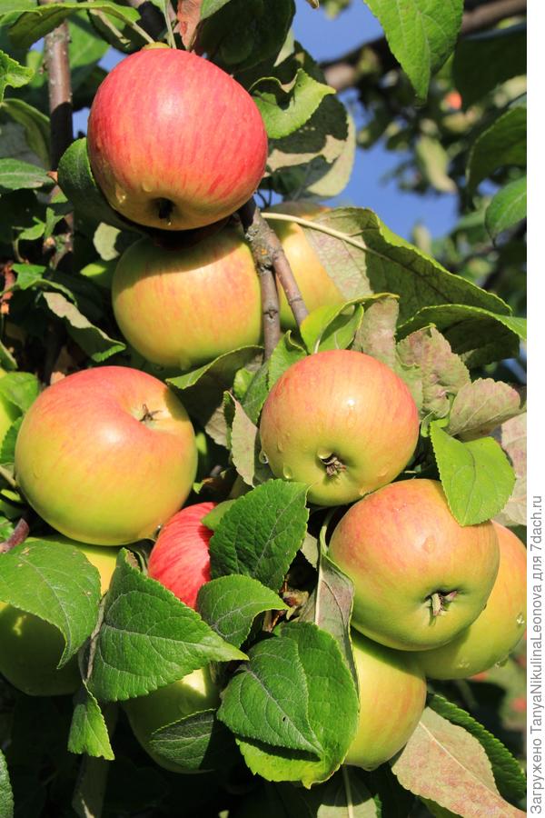 Яблоки Джонатан Фото И Описание Сорта