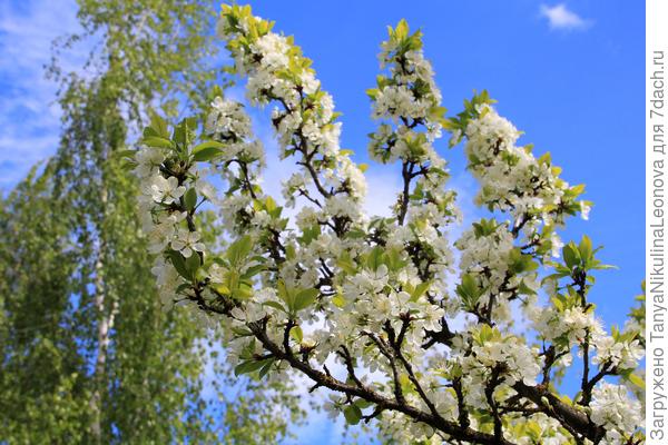 Ждём весну! Спасибо Поиску за конкурс!!!