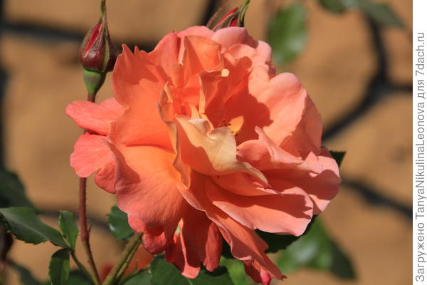 Мой Вестерленд