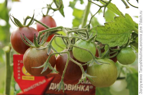 "Диковинка"