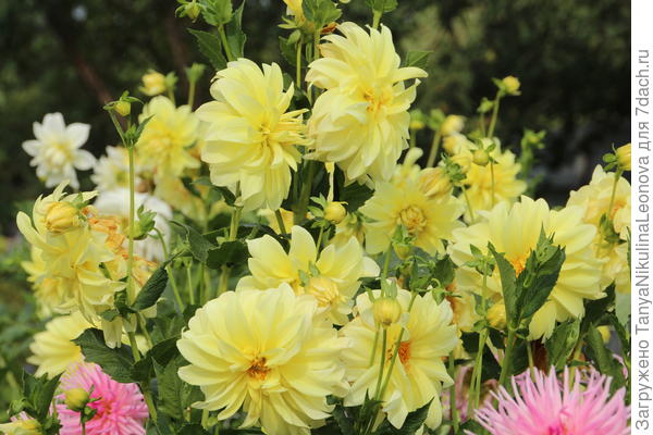 Сорт не знаю...