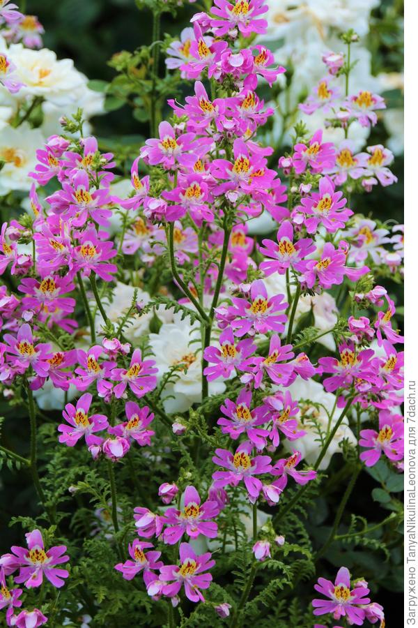 Поздравляю!!! Благодаря Вам тоже полюбила схизантус.