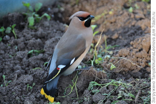 Свиристелька в теплице