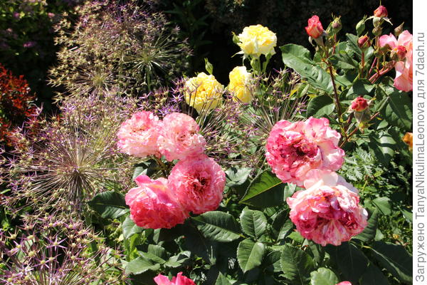 АвгустаЛуиза