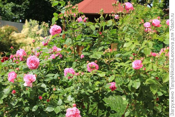 Розовая канадка