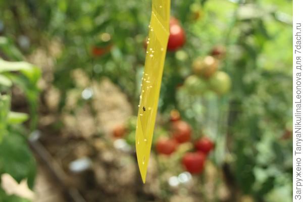 белокрылка