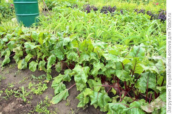 Волшебница