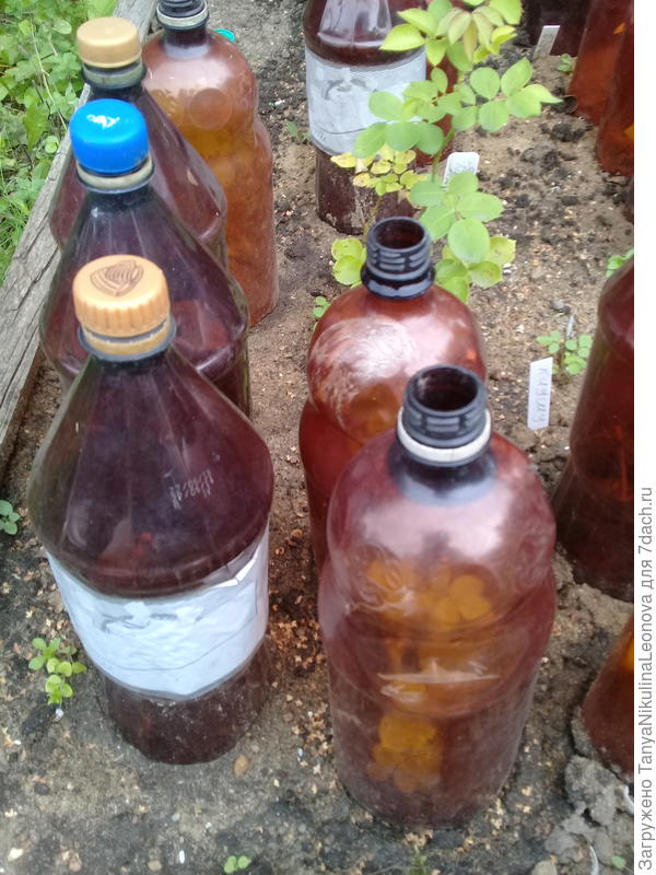 Черенки под бутылками