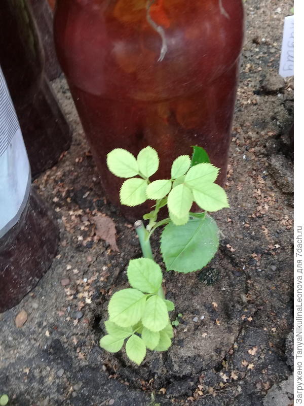 Этого года, уже дала листочки. Бутылку держу уже без крышки