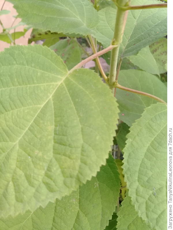 Черешки длинные