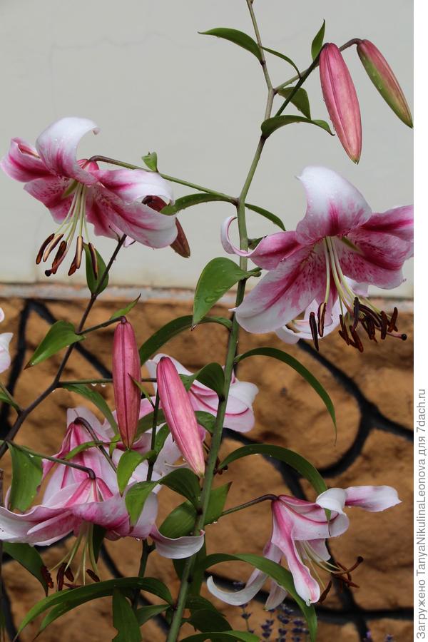 "Анастасия" ОТ-гибрид