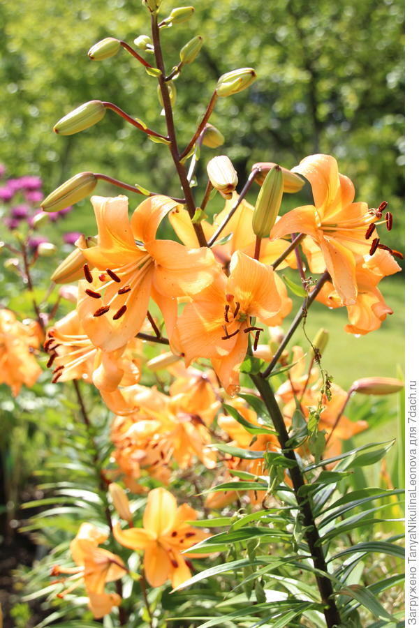 Чалмовидная