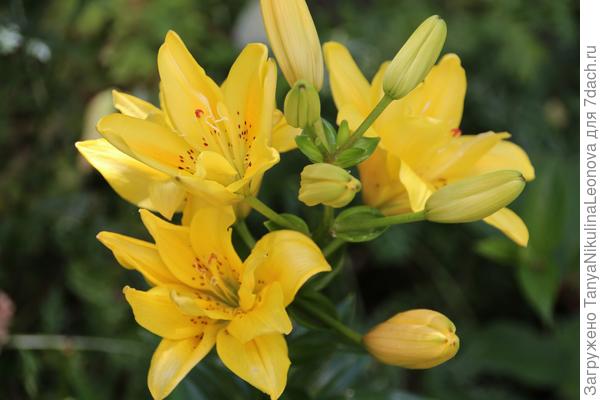 Лилия Моргана Фото И Описание – Telegraph