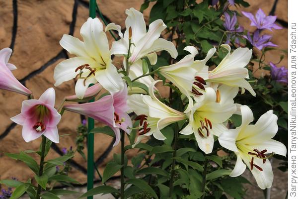 Трубчатая и "Претти Вумен" ОТ-гибрид