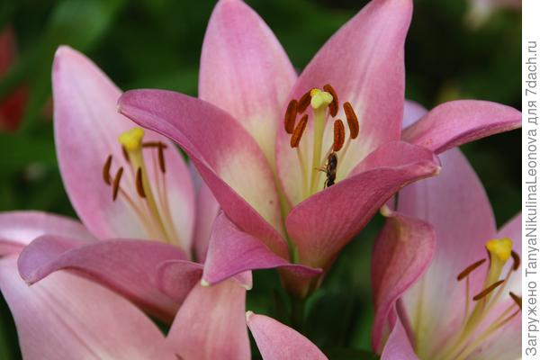 Очень ароматная! что-то из гибридов