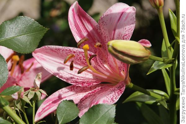 С крапинкой