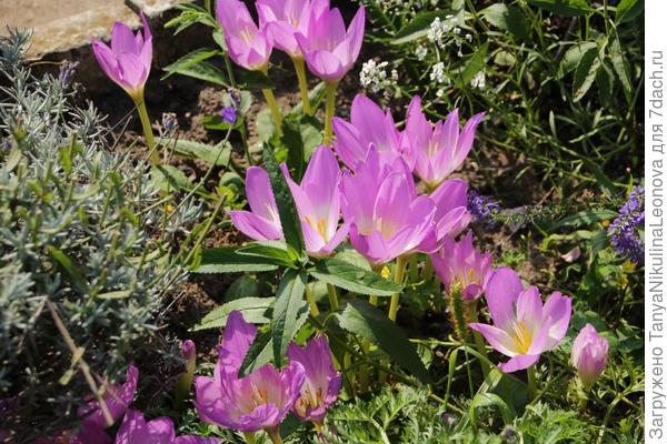 Безвременник