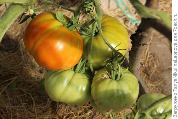 Сердце красавицы