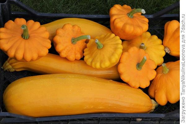 Кабачки жёлтые