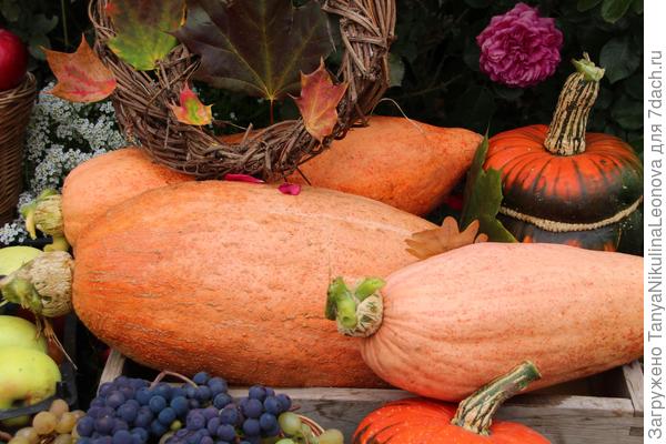 Торпеда розовая