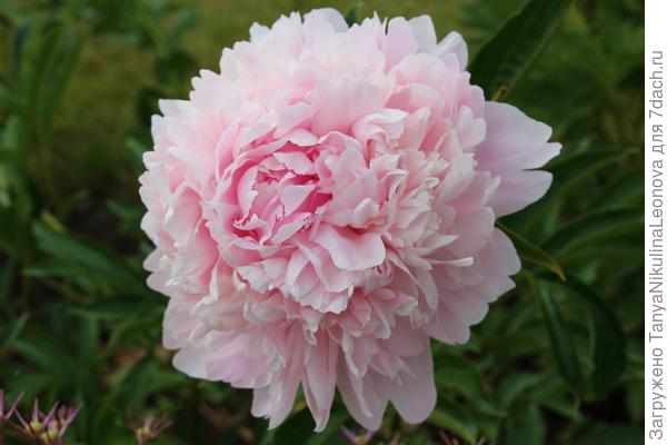 Честин Гоуди