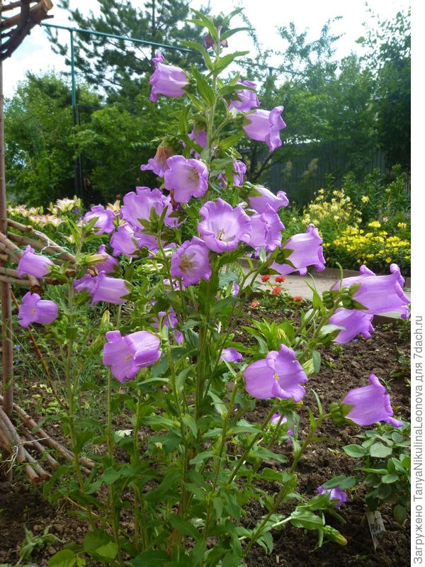 Это 2014 год. Из своих семян и &quot;блюдечко&quot; потерялось)))