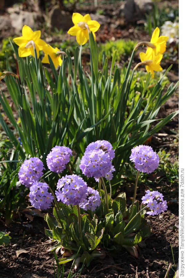 Мелкозубчатая и нарциссы