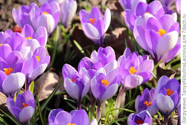 14.03.20 Крокус "Прекрасная весна"