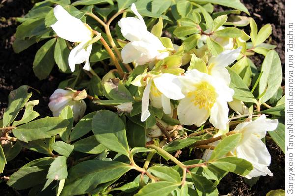 20.03. 20 Морозник