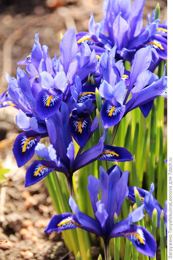 19.03.20 Иридодиктиумы