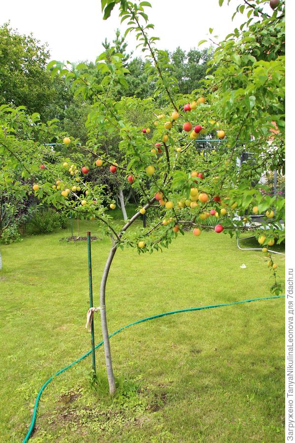 !6.07.2019 Моя из черенка