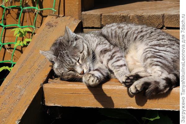 На солнышке...