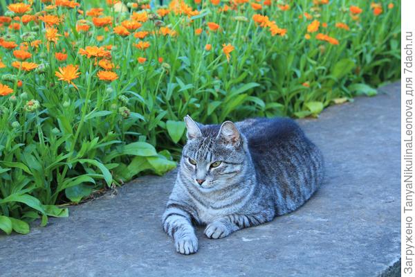 Царь зверей...Ну, почти...