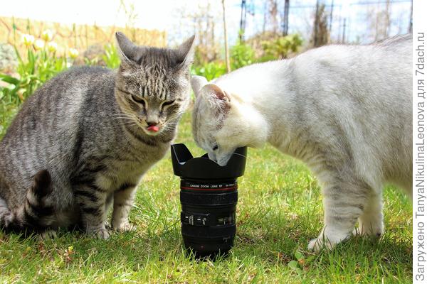 Гонорар отличный!