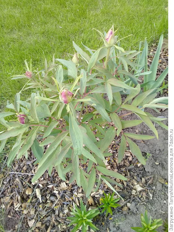 Этот розовый. Цвел в прошлом году