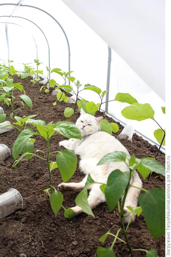 Кот от парника не отходит...