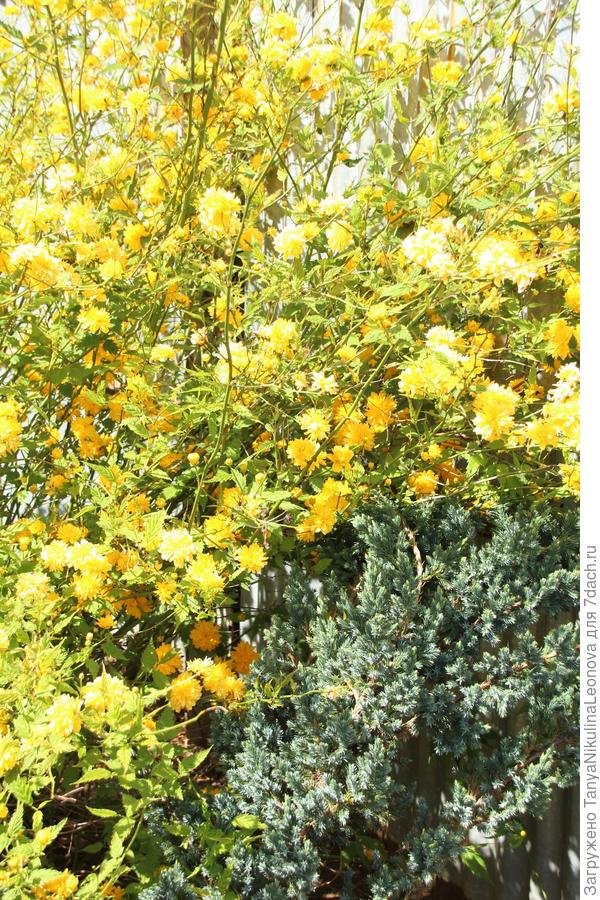 В этом году цветёт шикарно...