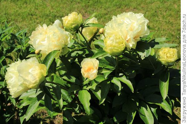 "Санни гёрл" ( Солнечная девочка).