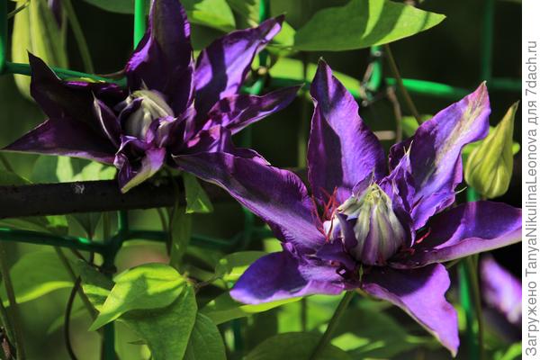 Муль Блю 2 группа