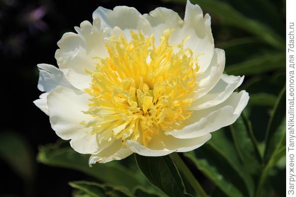 Пион Голд стандарт