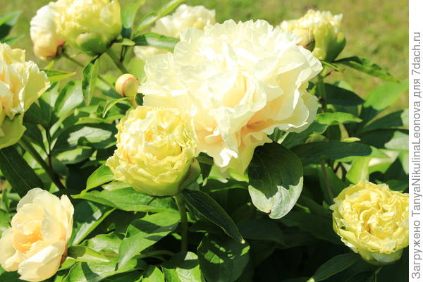 11.06.2020 Санни Гёрл.