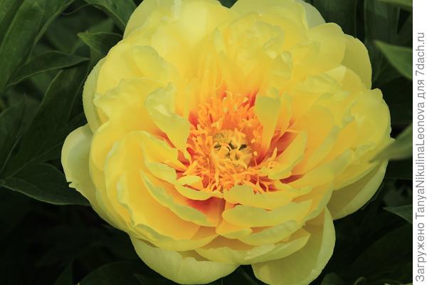 И Батрезелла сегодня распустилась.