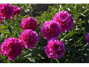 Феликс Суприм .