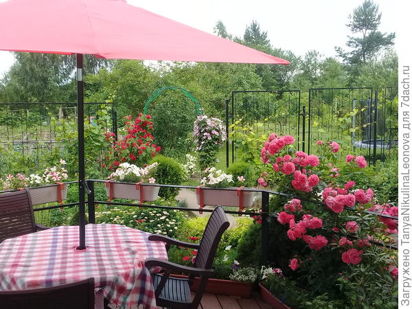 Наше лето 2020...розы...клематисы..