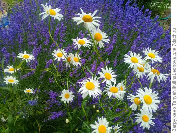 С Днем рождения! Русские ромашки и французская лаванда)))